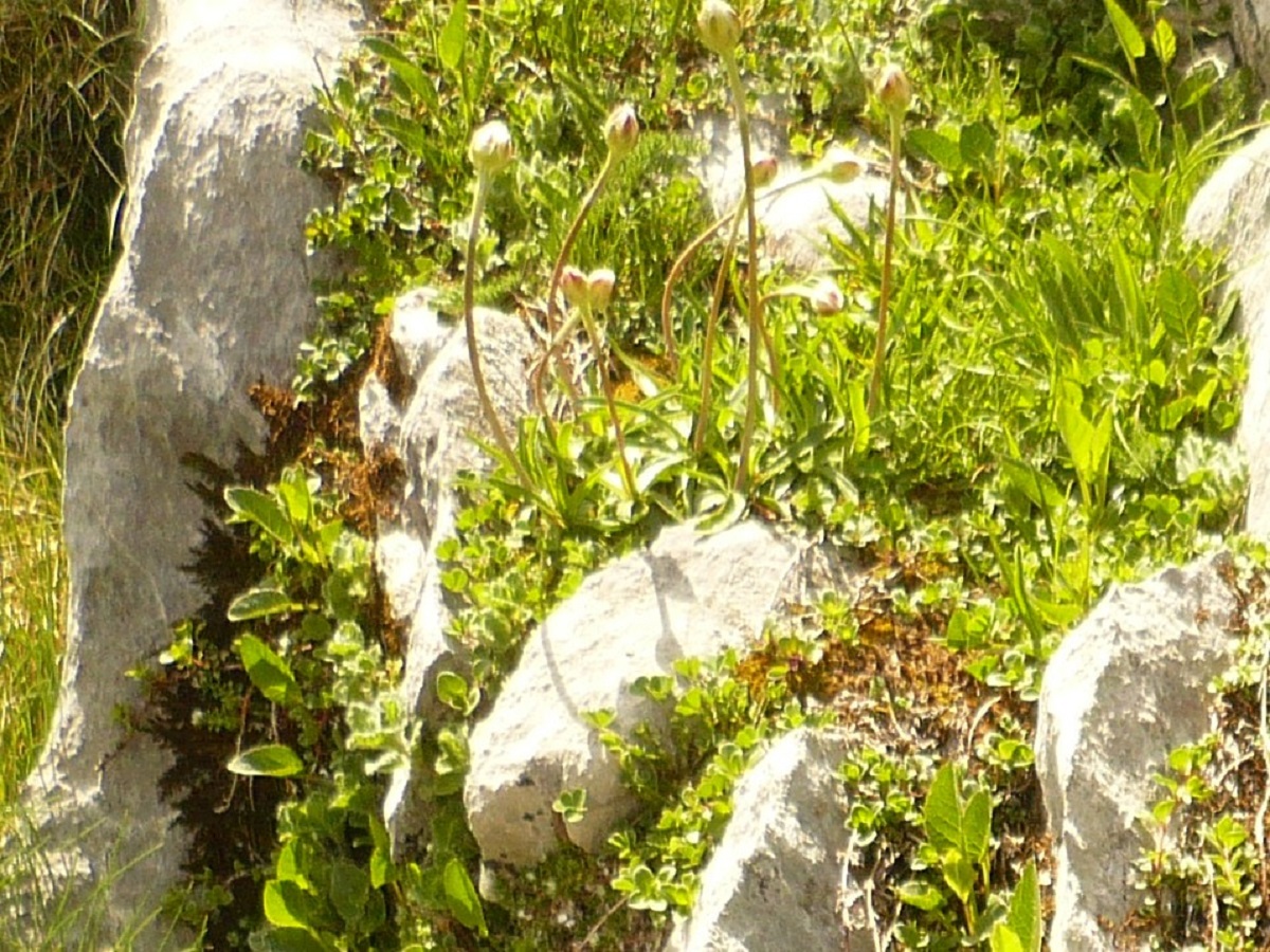 Armeria pubinervis (Plumbaginaceae)